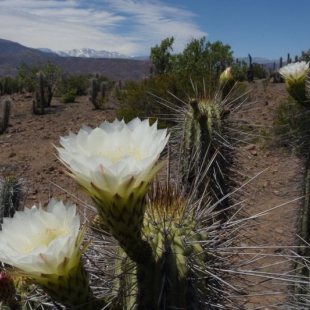 Echinopsis chilensis